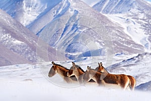 Kiang, Equus kiang, largest of the wild asses, winter mountain codition, Tso-Kar lake, Ladakh, India. Kiang from Tibetan Plateau,