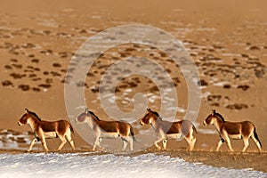 Kiang, Equus kiang, largest of wild asses, winter mountain codition, Tso-Kar lake, Ladakh, India. Kiang from Tibetan Plateau, in