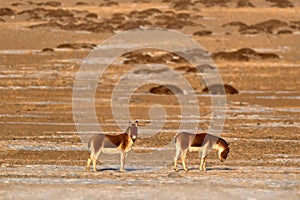 Kiang, Equus kiang, largest of wild asses, winter mountain codition, Tso-Kar lake, Ladakh, India. Kiang from Tibetan Plateau, in