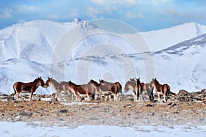 Kiang, Equus kiang, largest of the wild asses, winter mountain codition, Tso-Kar lake, Ladakh, India. Kiang from Tibetan Plateau,