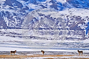 Kiang, Equus kiang, largest of the wild asses, winter mountain codition, Tso-Kar lake, Ladakh, India. Kiang from Tibetan Plateau,