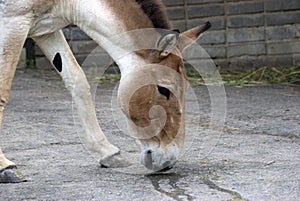 Kiang photo
