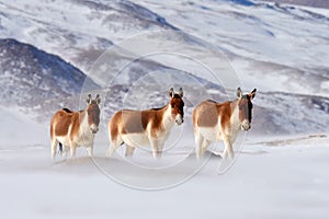 Kiang from Tibetan Plateau, in the snow. Wild asses heard, Tibet. Wildlife scene, nature.   Kiang, Equus kiang, largest of the