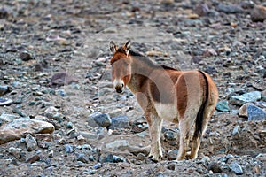 Kiang from Tibetan Plateau, in the stone. Wild asses heard, Tibet. Wildlife scene, nature.   Kiang, Equus kiang, largest of the