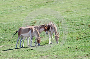 Kiang trio feeding