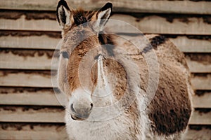 Kiang or Wild Ass, Equus kiang