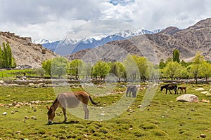 kiangs, also called Tibetan wild Ass grazing on the grasslands photo