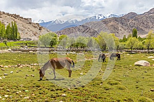 kiangs, also called Tibetan wild Ass grazing on the grasslands photo