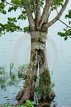 Kibale National Park Western Uganda near Fort Portal