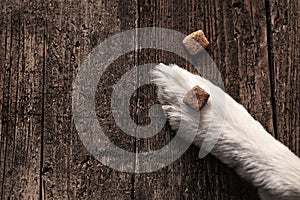 Kibble or dog food goodies lying on a paw on wooden table, training and upbringing