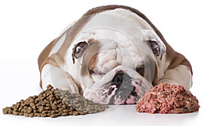 Kibble or raw dog food