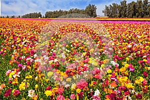 The kibbutz field