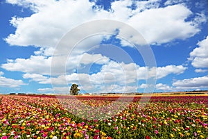 Kibbutz fields