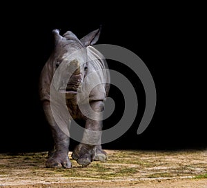 Kibo the white rhinozeros