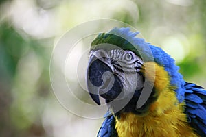 Kicauan di pagi hari