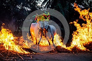 Kichchu Haayisodu traditional event