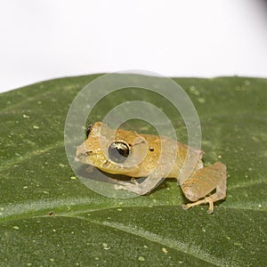 Kichwa Rain Frog (Pristimatis kichwarum photo