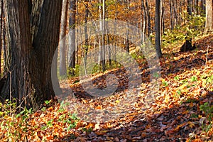 Kickapoo State Park Illinois