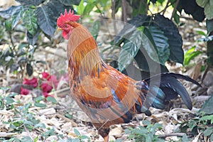 A kicking cock with full of colorful plumage and red comb. Snapped this picture while it was searching for food and insects