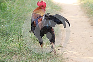 A kicking cock with full of colorful plumage and red comb. Snapped this picture while it was searching for food and insects