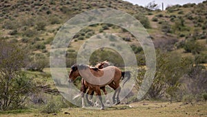 Kicking and fighting wild horse stallions in the Salt River Canyon area near Mesa Arizona USA