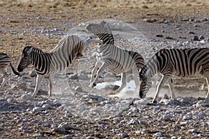 Kicking Zebra - Etosha National Park - Namibia