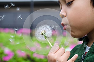 Kid boy blowing dandelions