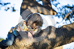 Kid boy climbing tree. Cute child sitting on the big tree on sunny day.