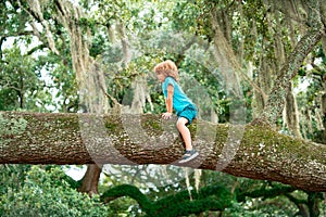 Kid boy climbs up the tree in park.