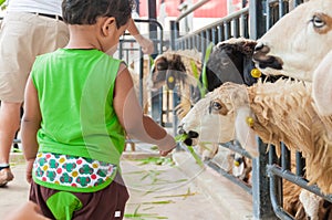 Kid boy feeding sheep