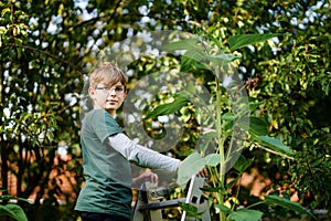 Kid boy with glasses with huge sunflower in school garden. Happy child learn gardening, planting and cultivating flower