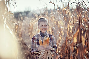 Kid boy holding in his hands a lot of ripe yellow corn cobs. Child dressed in a plaid shirt on a field with corn in warm autumn