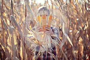 Kid boy holding in his hands a lot of ripe yellow corn cobs. Child dressed in a plaid shirt on a field with corn in warm autumn