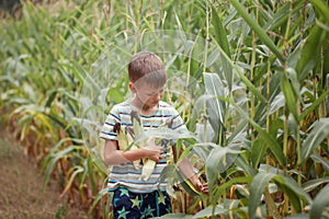 Kid boy holding and picking corn on farm in field, outdoors