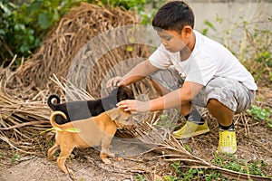 Kid boy playing with stray puppies