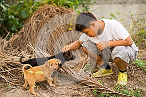 Kid boy playing with stray puppies