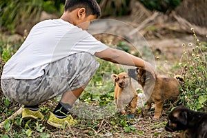 Kid boy playing with stray puppies