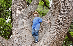 Kid boy resting on a large tree. A young child climbs a tree.