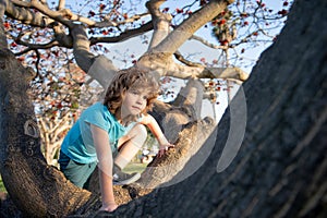 Kid boy sits on tree. Child sitting on a tree branch in summer park. Child climbing a tree. Outdoors. Sunny day. Active