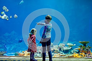 Kid boy and toddler girl visiting together zoo aquarium. Two children watching fishes, corals and jellyfishes. School