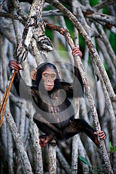 The kid of a chimpanzee.