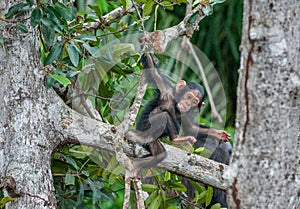 The kid of a chimpanzee plays on the tree. Chimpanzees (sometimes called chimps) (Pan troglodytes)