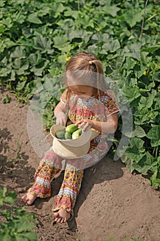 Kid collect fresh crop of cucumbers in braided hat. Homemade eco-farm products