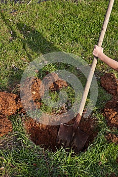 Kid digs with shovel a hole for tree planting.