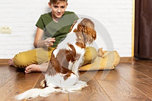 Kid with dog indoor. Teen boy is training her puppy at home. Happy boy playing hugging his funny pet puppy dog domestic