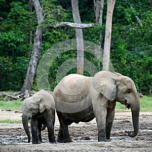 The kid the elephant calf with mum.