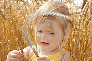 Kid examining wheat spikes