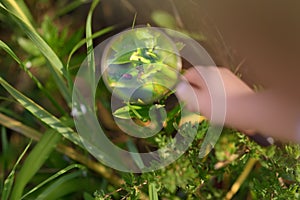 Kid exploring nature with magnifying glass. Little boy looking at beetle with magnifier. Close up photo