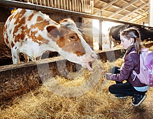 Kid feeding cow
