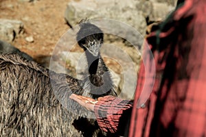 kid feeding funny ostrich emu bird on natural background on a farm, park on in a zoo